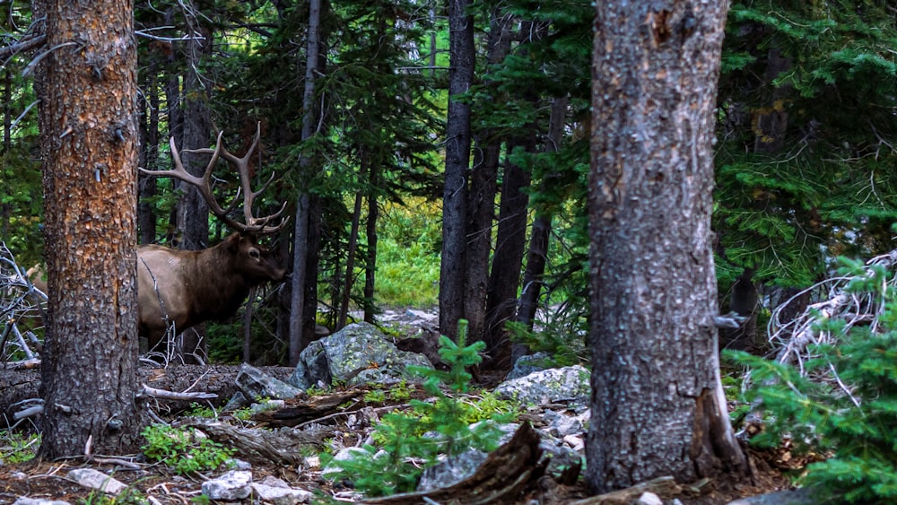 a bull standing in the middle of a forest