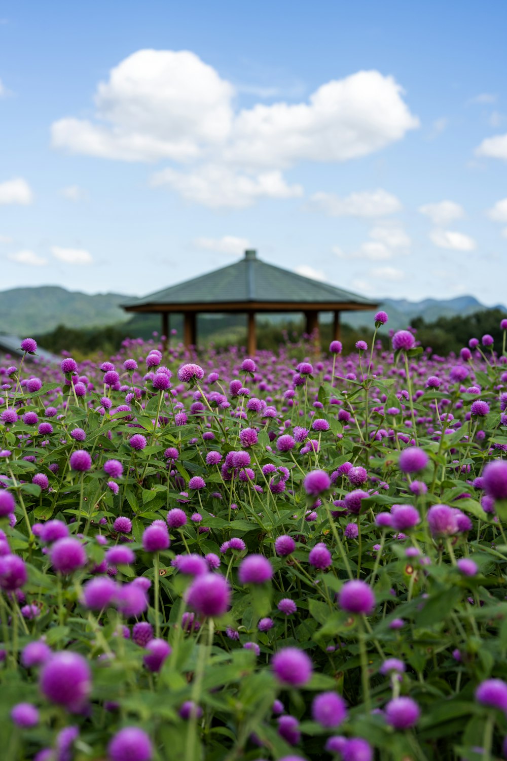a field of purple flowers with a gazebo in the background