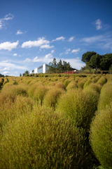 A neat row of shrubs lining a modern metal fence under a bright blue sky.