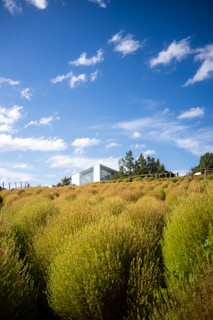 Outdoor view of the Limestone Coast Counselling building surrounded by nature
