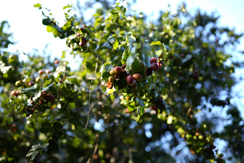 Lush tropical orchard in Jementah with ripe fruits hanging from trees under bright sunlight.
