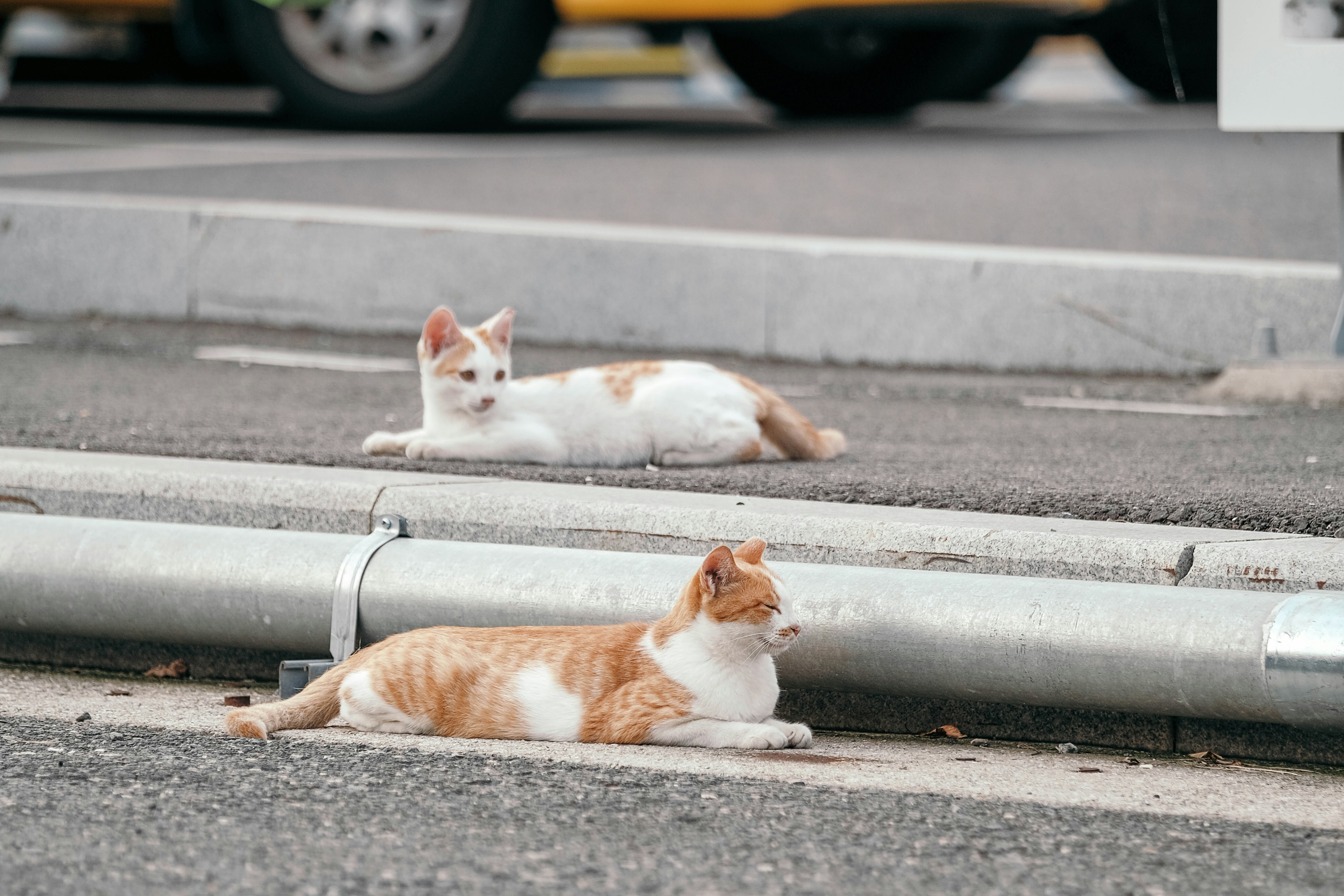 Urban Heat Islands and Wildlife Stress (image credits: unsplash)