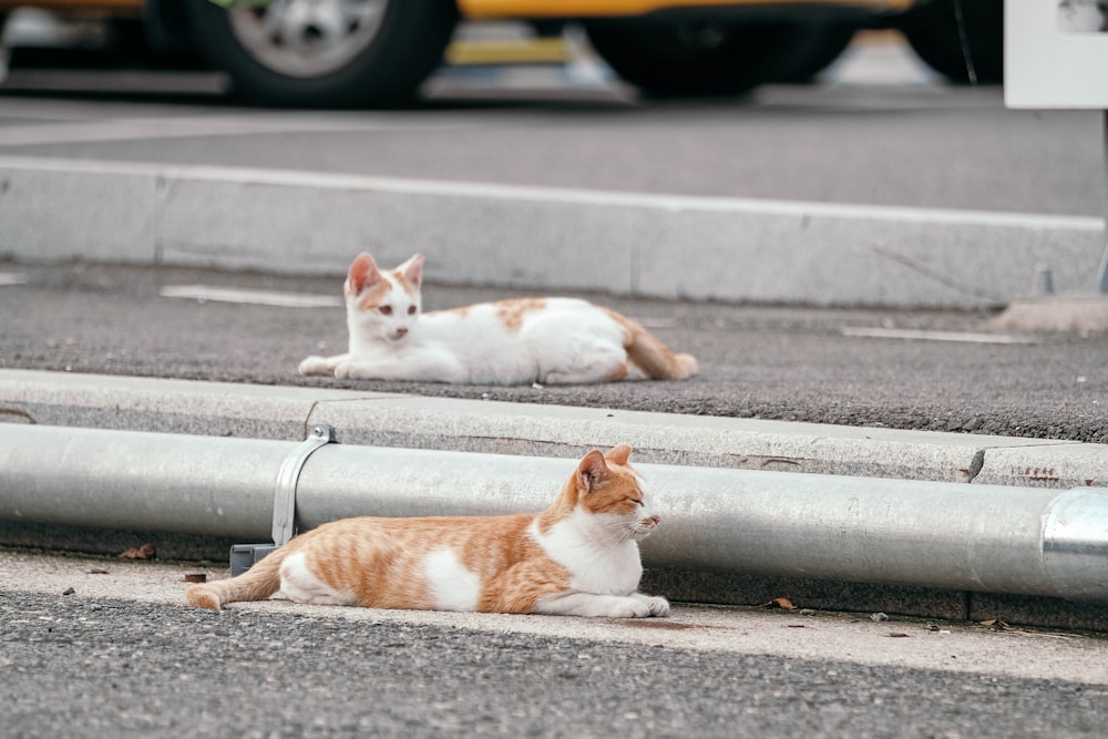 two orange and white cats laying on the ground