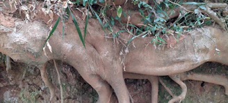 Earthing system embedded in soil with natural surroundings, showing durability