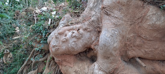 A close-up of a weathered tree root gripping rocky soil, symbolizing mental grounding amidst chaos.