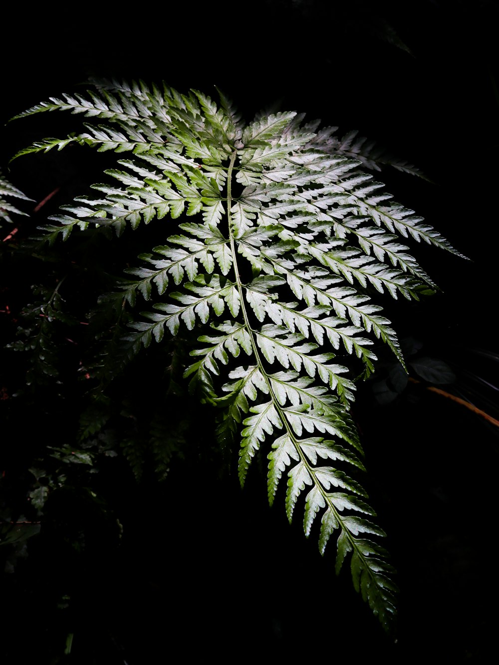 Una planta verde con hojas blancas en la oscuridad