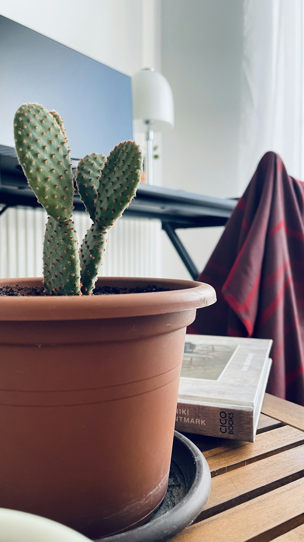 a cactus in a pot on a table