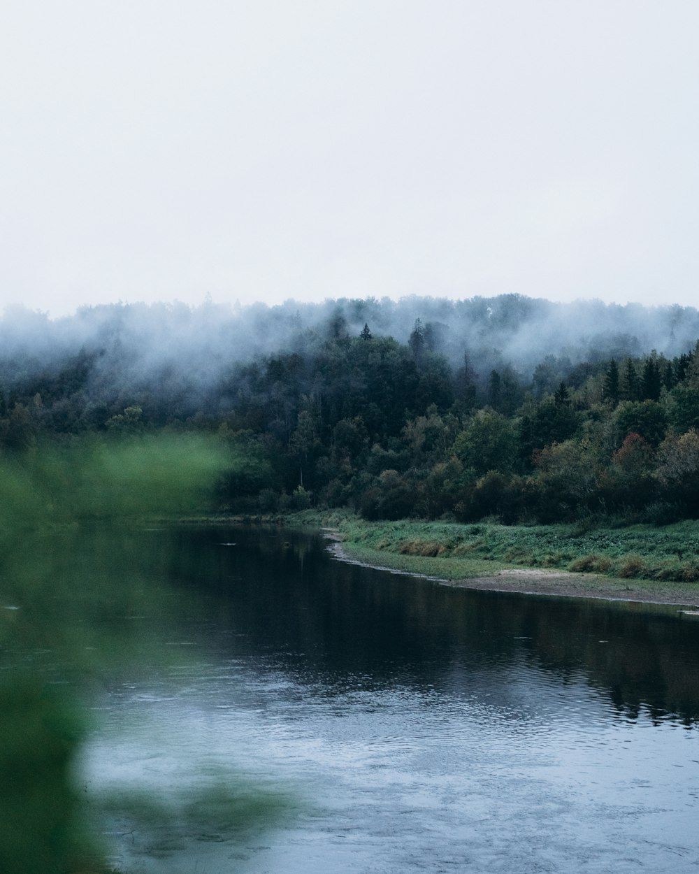 a body of water surrounded by a forest