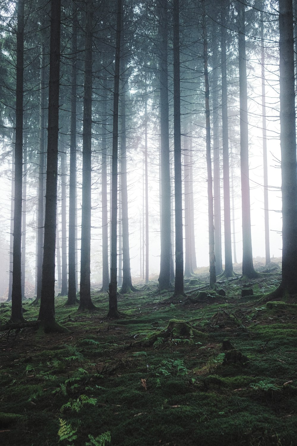 a forest filled with lots of tall trees