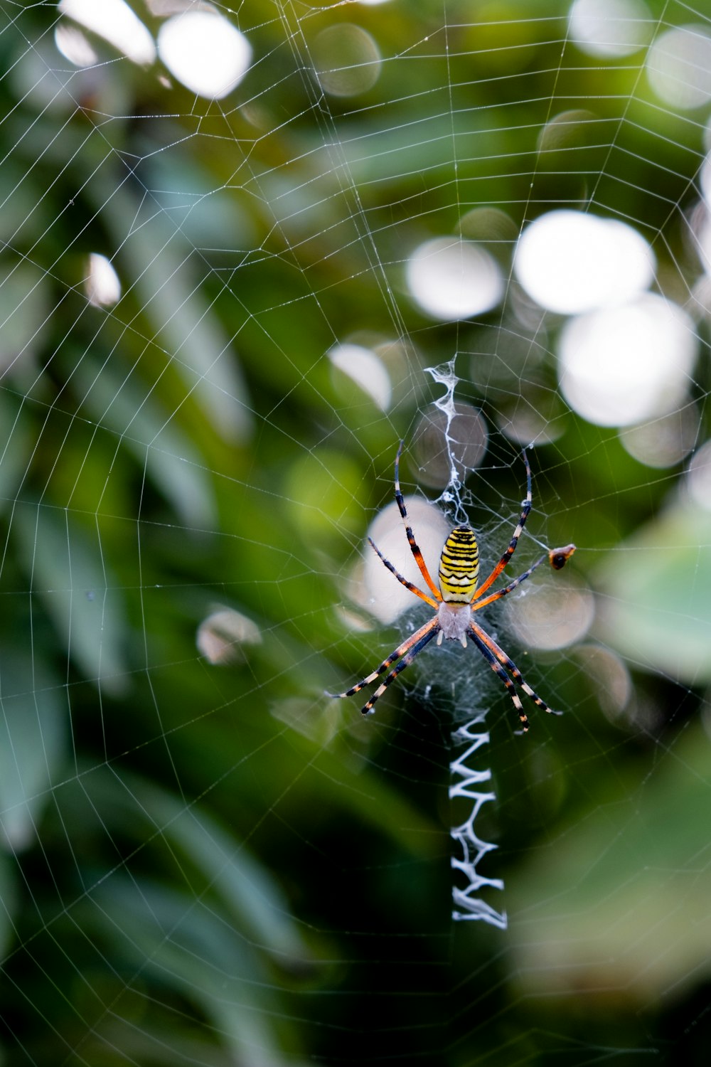 a spider sits on its web in the middle of a forest