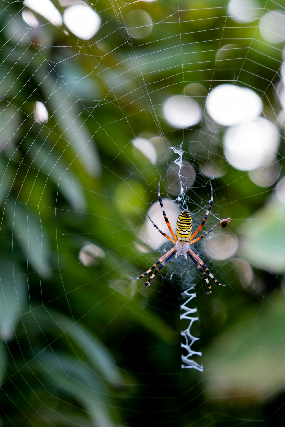 Una araña se sienta en su telaraña en medio de un bosque