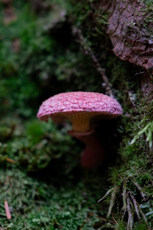 Close-up of vibrant mushroom cultures growing in a natural, earthy environment.