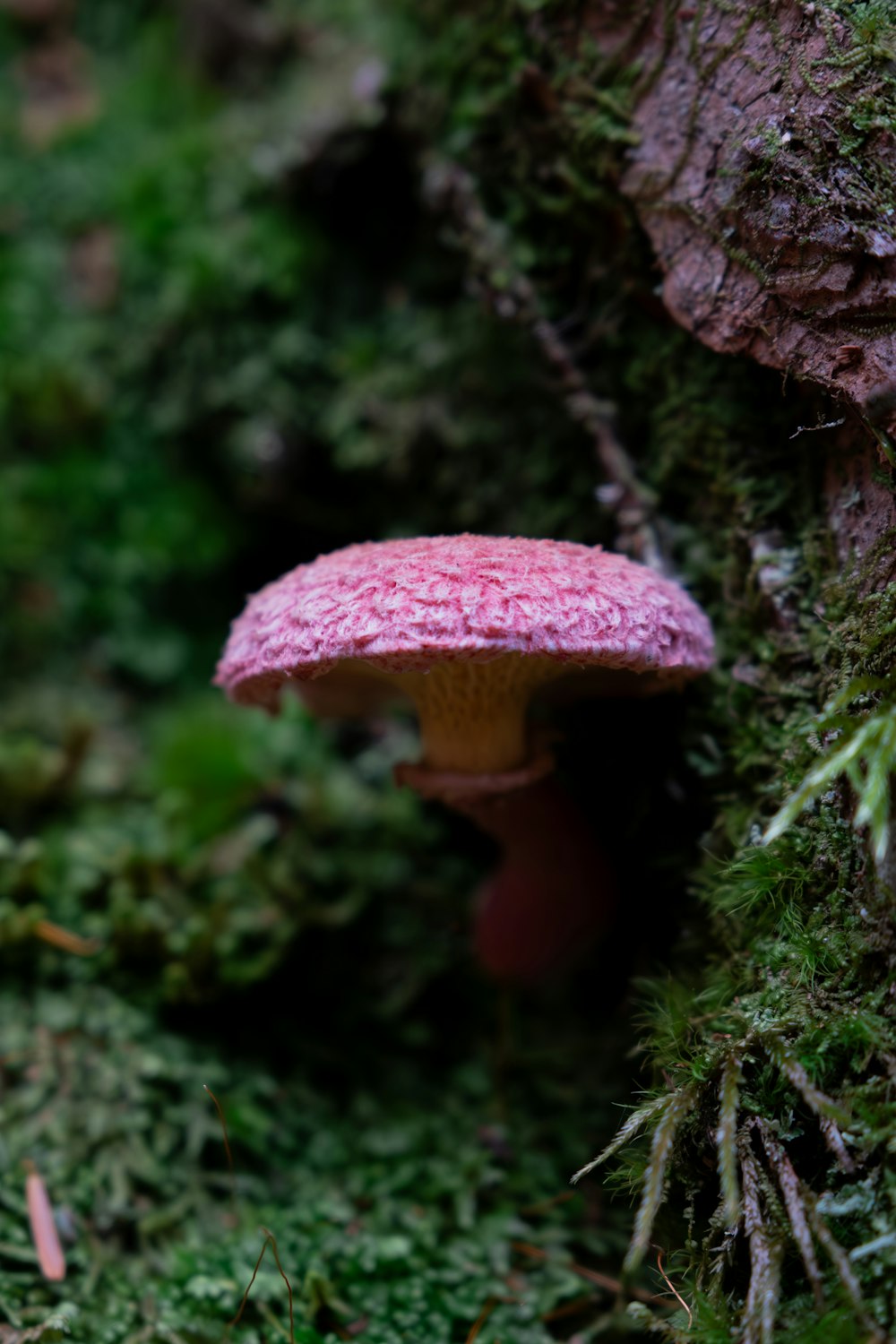 a pink mushroom sitting on the side of a tree
