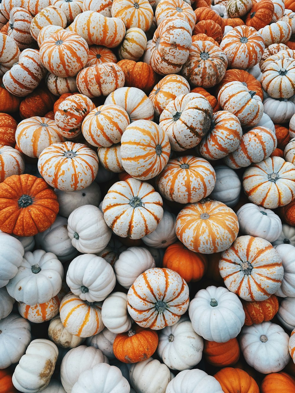 a pile of white and orange striped pumpkins