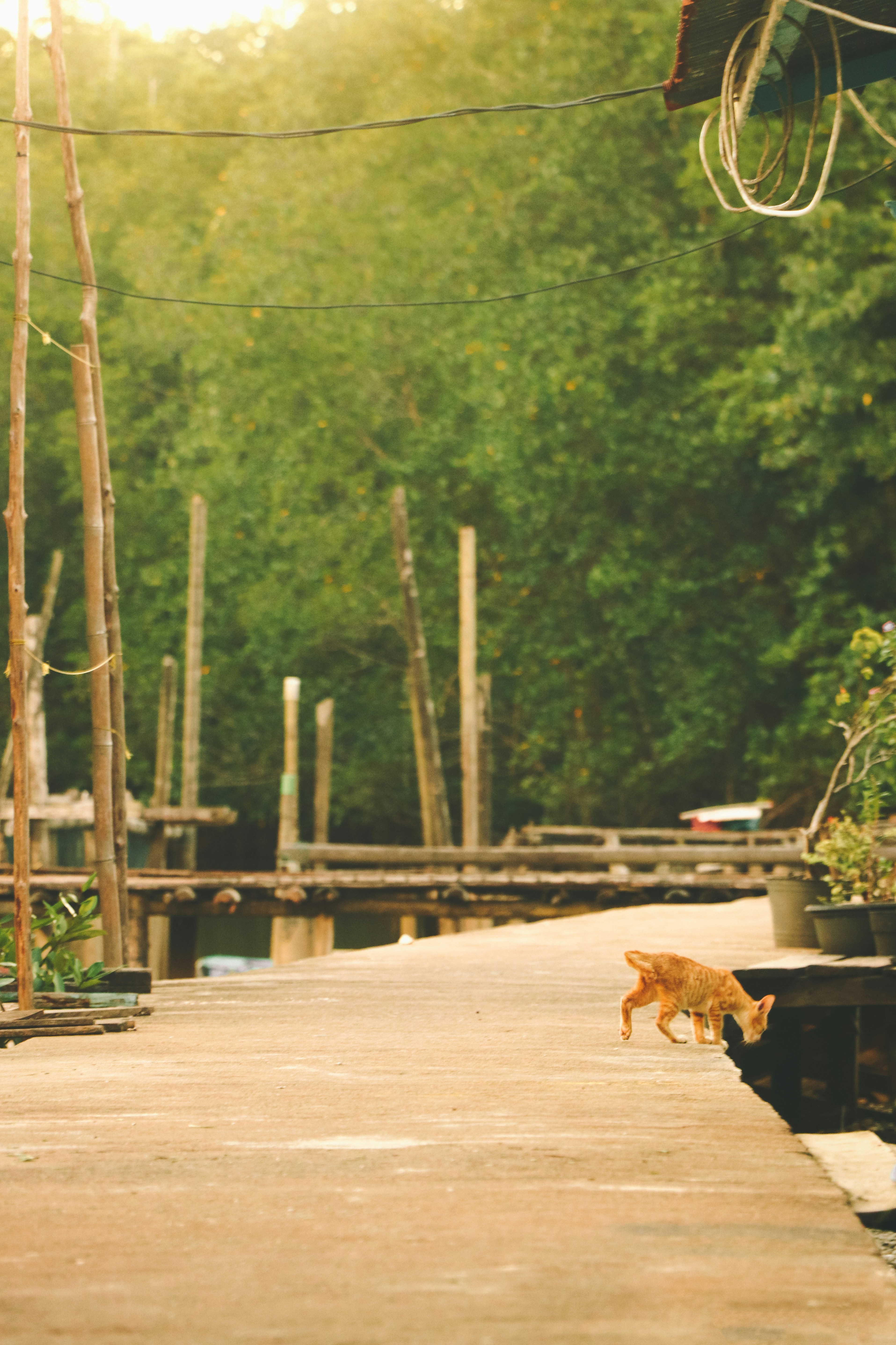 a cat walking on a wooden dock next to a forest