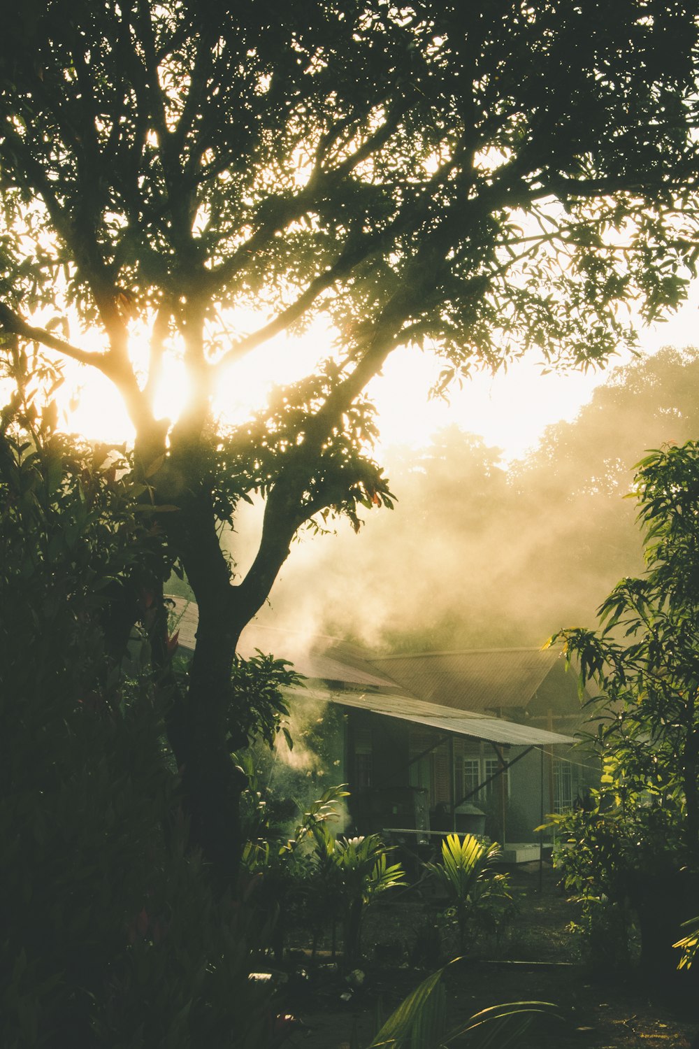 the sun is shining through the trees in the yard