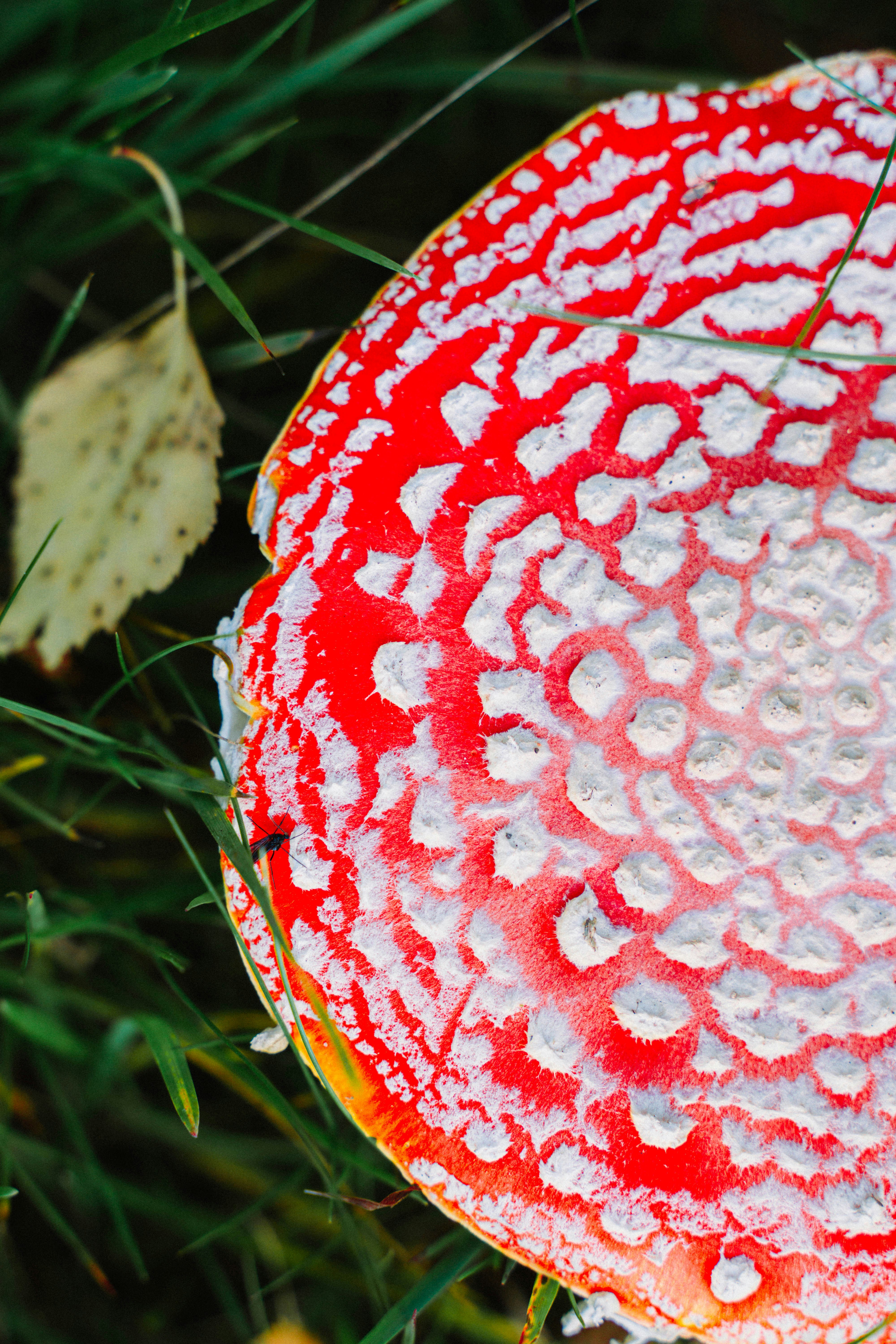 A close up of a red and white object in the grass photo – Free Forest ...