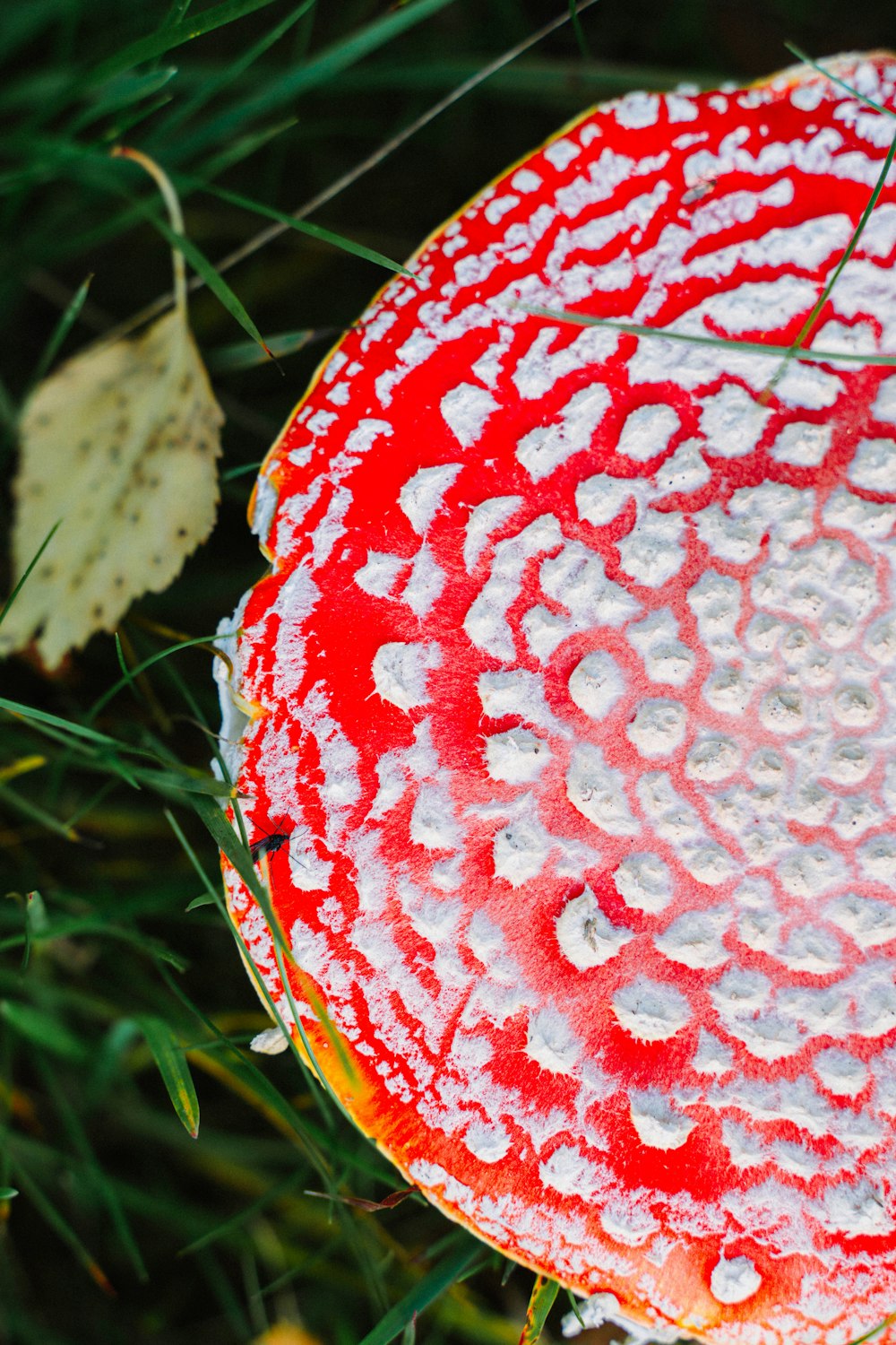 a close up of a red and white object in the grass