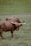 Two Highland cows with long horns and shaggy coats are grazing in a lush, green field. The background is composed of gently rolling hills covered in grass.