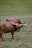 Two Highland cows with long horns and shaggy coats are grazing in a lush, green field. The background is composed of gently rolling hills covered in grass.