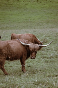 Two Highland cows with long horns and shaggy coats are grazing in a lush, green field. The background is composed of gently rolling hills covered in grass.