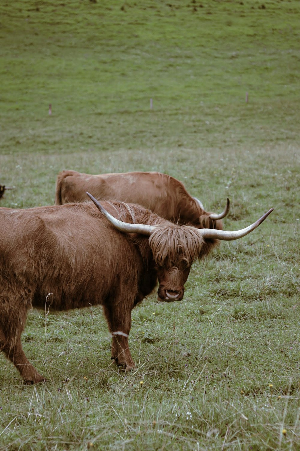 a couple of brown cows standing on top of a lush green field