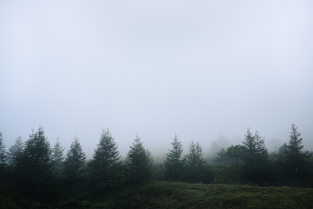 a foggy field with trees in the distance