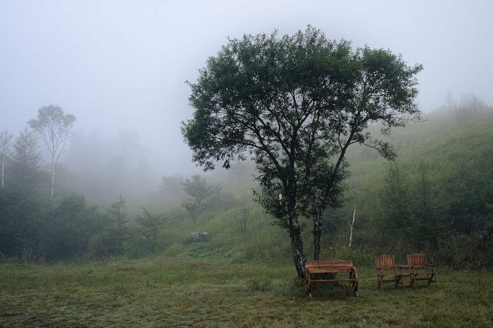a foggy field with two wooden benches under a tree
