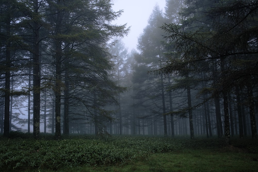 a foggy forest filled with lots of tall trees