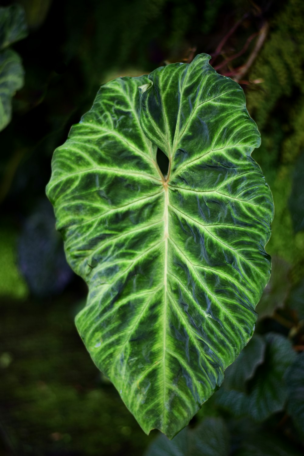 a large green leaf hanging from a tree