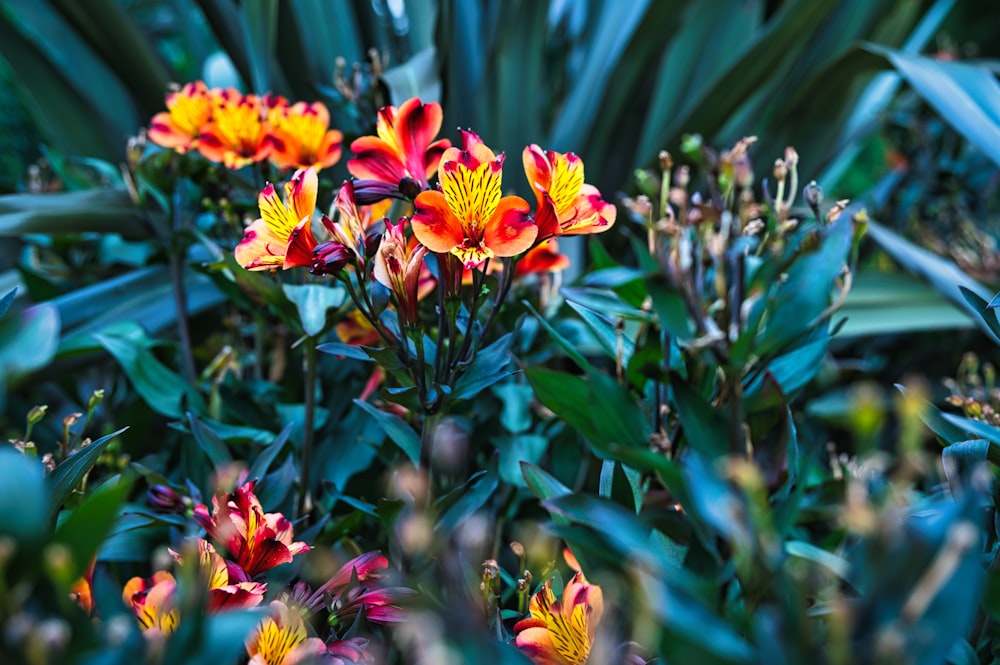 a bunch of flowers that are in the grass