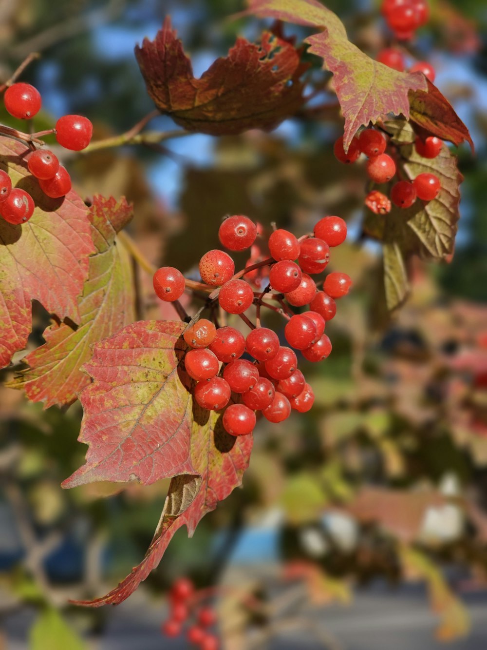 a branch with red berries and leaves on it