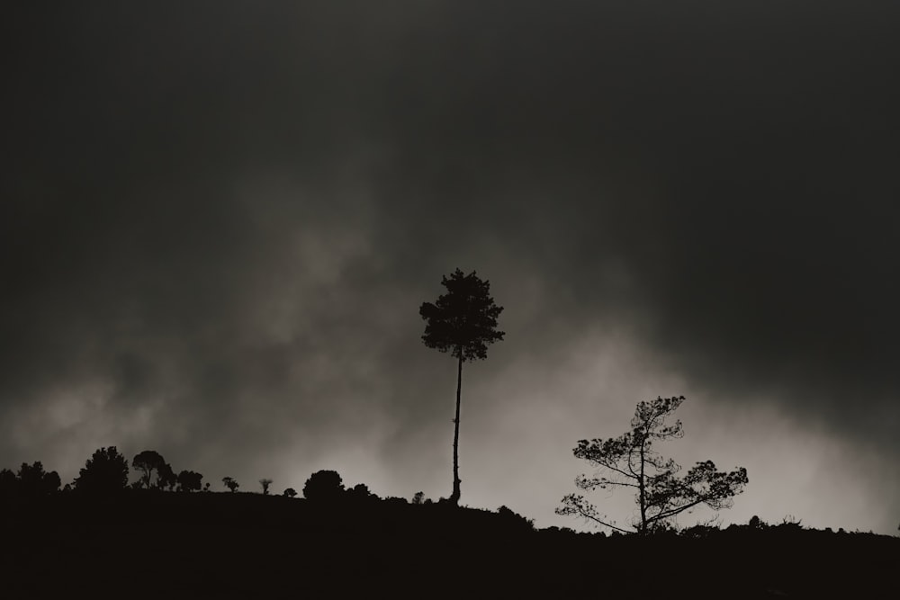 a black and white photo of a tree on a hill