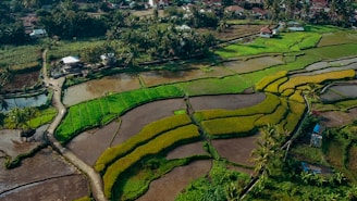 Aerial view of a lush, tiered landscape with vibrant green rice paddies, bordered by winding paths and tall palm trees. In the background, a small village with scattered houses surrounded by dense foliage.