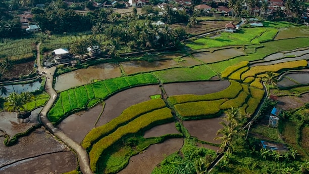Aerial view of a lush, tiered landscape with vibrant green rice paddies, bordered by winding paths and tall palm trees. In the background, a small village with scattered houses surrounded by dense foliage.