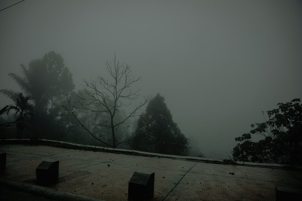a foggy view of trees from a roof