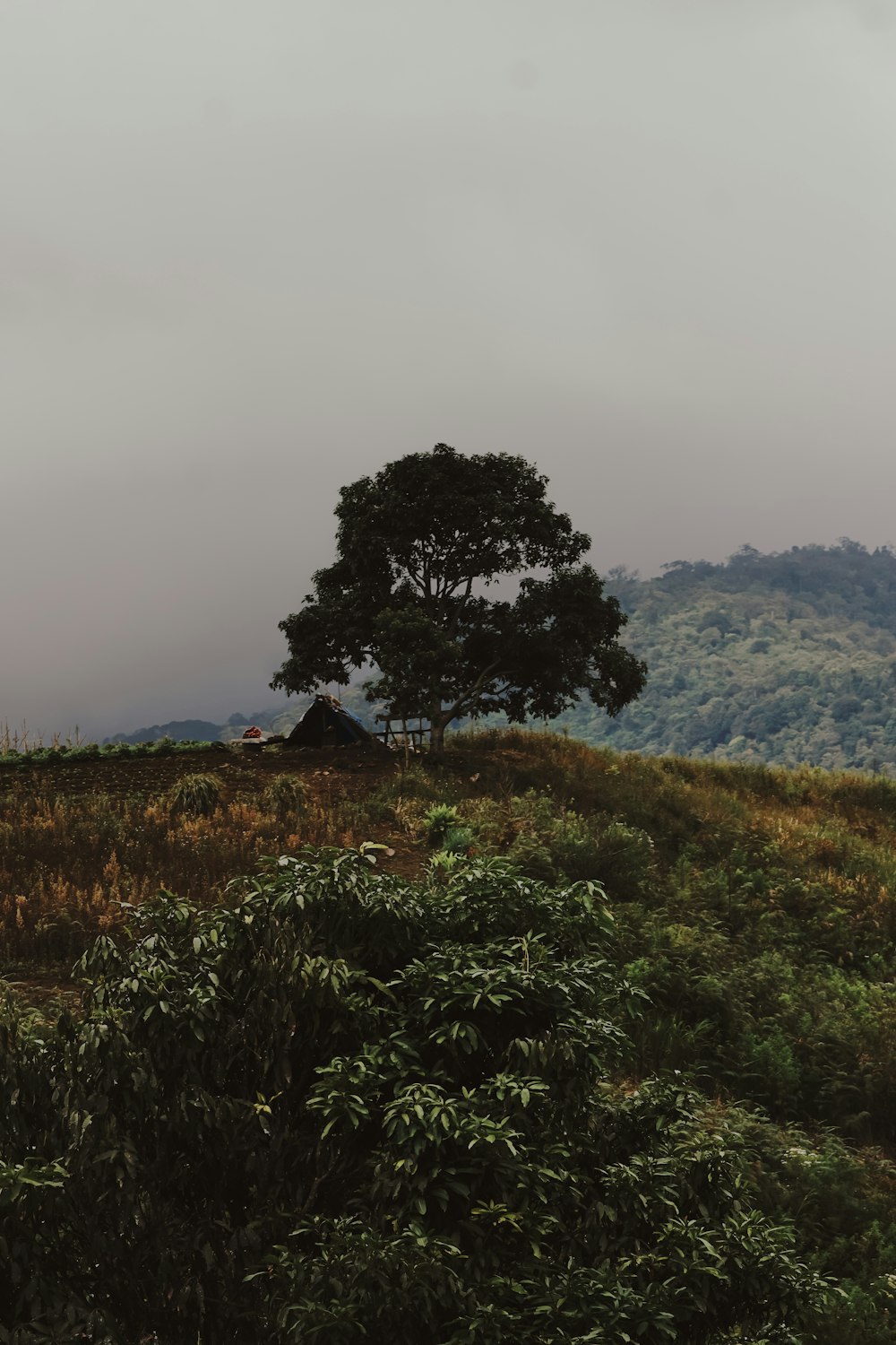 a lone tree sitting on top of a lush green hillside