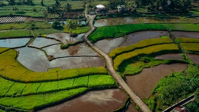 an aerial view of a lush green rice field