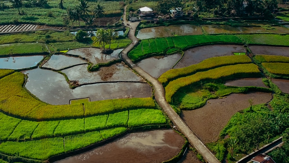 an aerial view of a lush green rice field