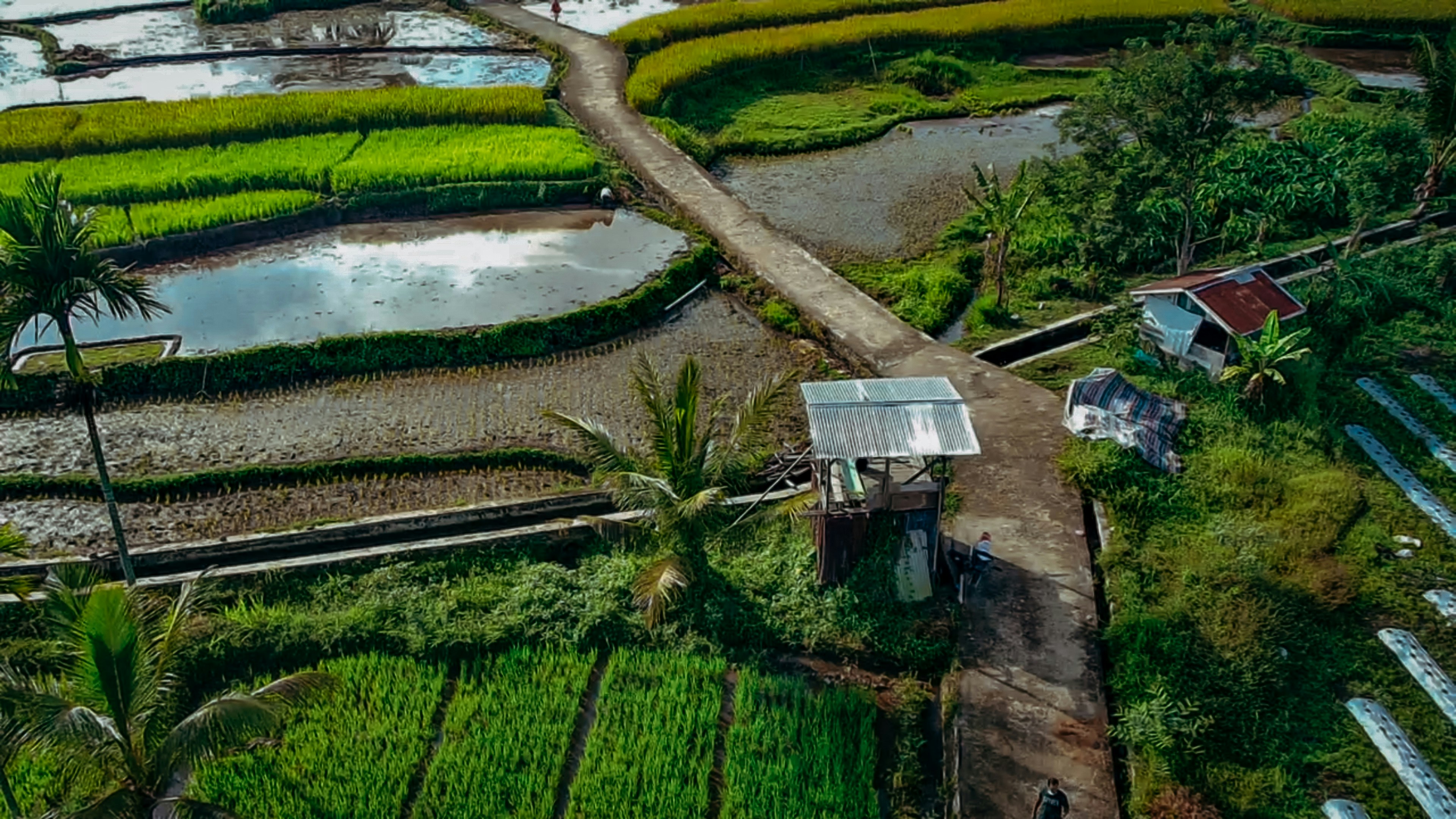 Pemandangan udara sawah di Filipina