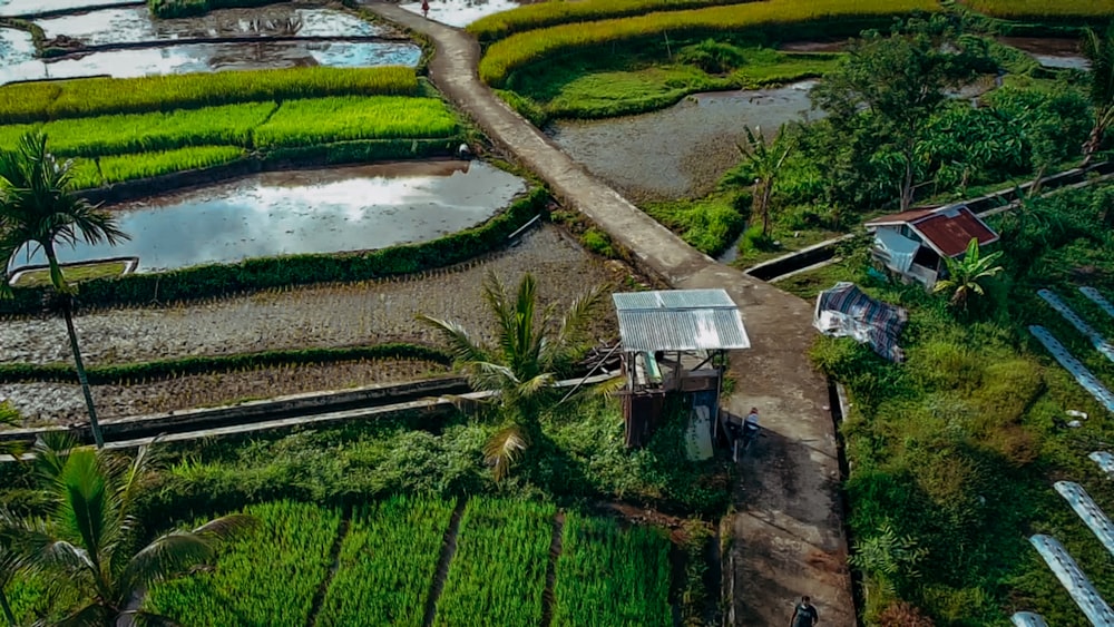 an aerial view of a rice field in the philippines