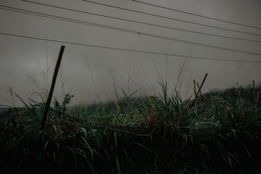 a field with tall grass and power lines in the background