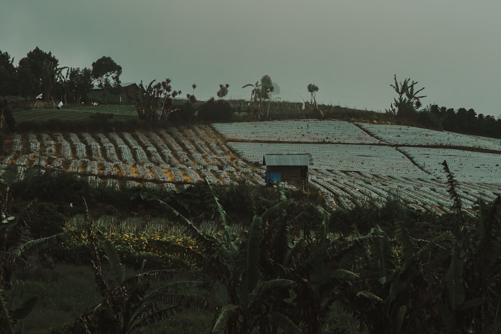 a farm with rows of crops in the foreground