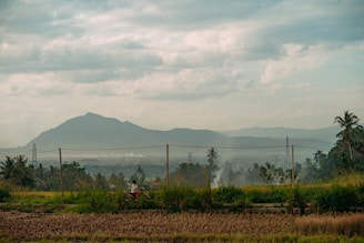 A motorbike rider cruising along the scenic rice fields just outside Jogjakarta.