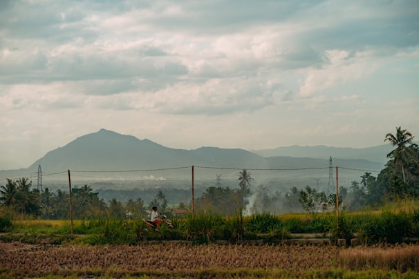 A motorbike rider cruising along the scenic rice fields just outside Jogjakarta.