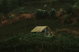 A small shelter with a yellow roof sits amidst lush, wild vegetation, surrounded by various shades of green plants and bushes. The setting appears to be a hillside or a remote outdoor location with dense foliage.