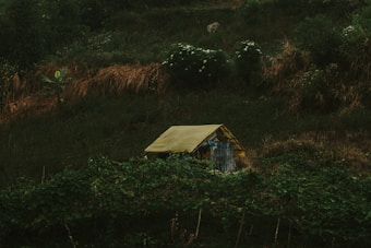 A small shelter with a yellow roof sits amidst lush, wild vegetation, surrounded by various shades of green plants and bushes. The setting appears to be a hillside or a remote outdoor location with dense foliage.