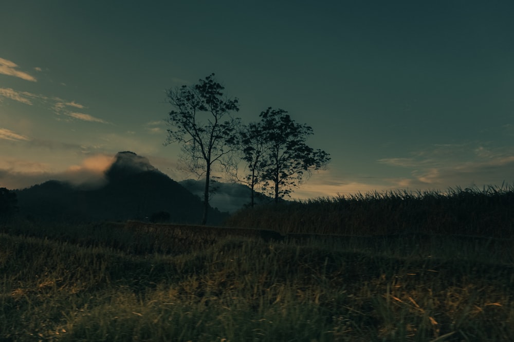 a grassy field with trees and a mountain in the background