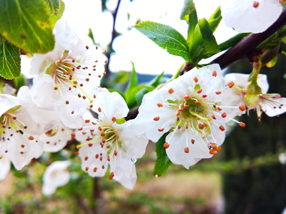 a close up of some white flowers on a tree