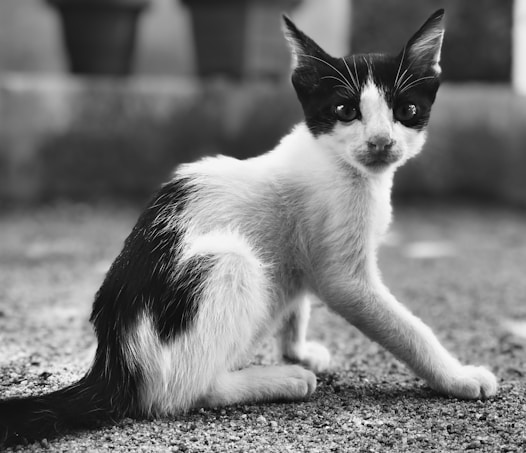 A black and white kitten with distinct markings sits on a textured surface. Its ears are perked up and eyes are wide open, suggesting alertness or curiosity. The background is blurred, bringing focus to the kitten.